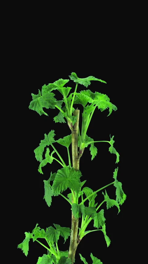 Time lapse of growing black currant branch, vertical orientation Stock Footage 298502152