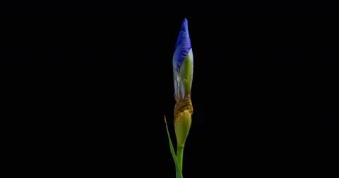 Time-lapse of growing blue iris flower Stock Footage