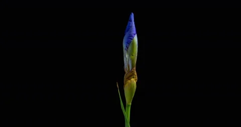 Time-lapse of growing blue iris flower, alpha channel Stock Footage 91412598