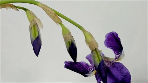 Time-lapse of growing blue iris flower Stock Footage 105959919