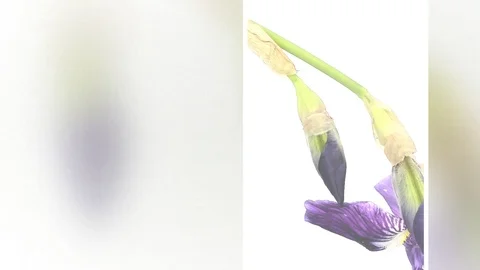 Time-lapse of growing blue iris flower Stock Footage 105962063