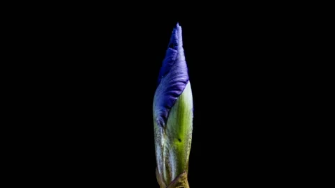 Time-lapse of growing blue iris flower. macro Stock Footage 120093527