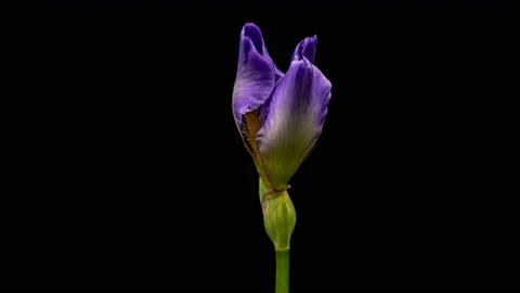 Time-lapse of growing blue iris flower. macro Stock Footage 133397045