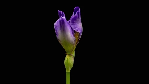 Time-lapse of growing blue iris flower. macro Stock Footage 136168952
