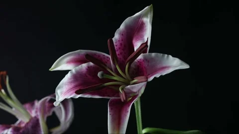 Time-lapse of growing blue iris flower Stock Footage 145591963