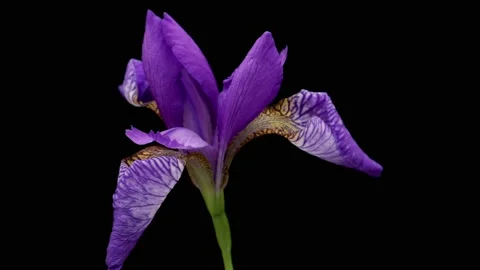 Time-lapse of growing blue iris flower. Spring flower iris blooming on black Stock Footage