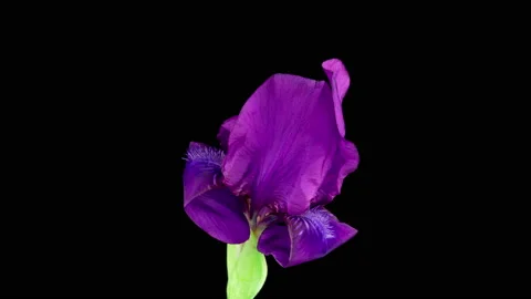 Time-lapse of growing blue iris flower. Blooming iris flower on black background Stock Footage 156642711