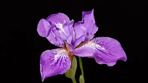 Time lapse of growing blue iris flower Stock Footage 186035518