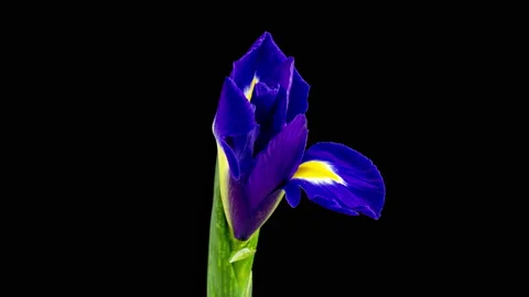 Time-lapse of growing blue iris flower. Spring flower iris bloom as a black Stock Footage 194465088