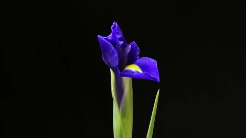 Time-lapse of growing blue iris flower. macro, easter, spring, valentine's day Stock Footage 233035368