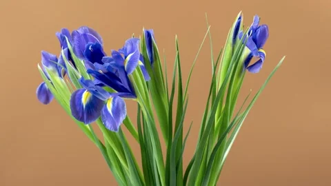 Time-lapse of growing blue iris flower on brown background. Stock Footage 297531208