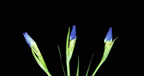 Time-lapse of growing blue irises flower Stock Footage 111537729