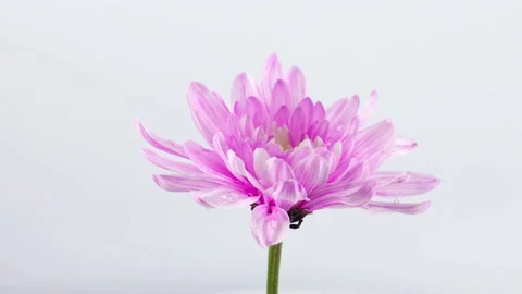 Time-lapse of growing blue, purple bouquet of irises flower. Stock Footage 187029178