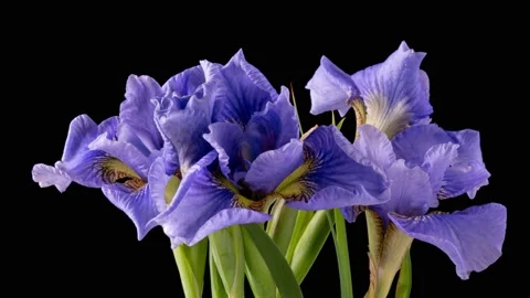 Time-lapse of growing blue, purple bouquet of irises flower. Spring flowers Stock Footage 196893972