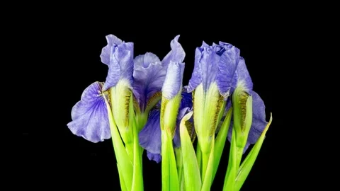 Time-lapse of growing blue, purple bouquet of irises flower. Spring flowers Stock Footage 249648302