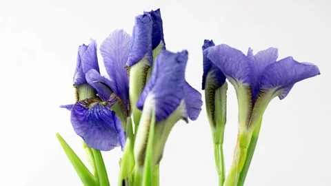 Time-lapse of growing blue, purple bouquet of irises flower. Spring flowers Stock Footage 250063982