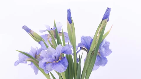 Time-lapse of growing blue, purple bouquet of irises flower. Spring flowers Stock Footage 284773619