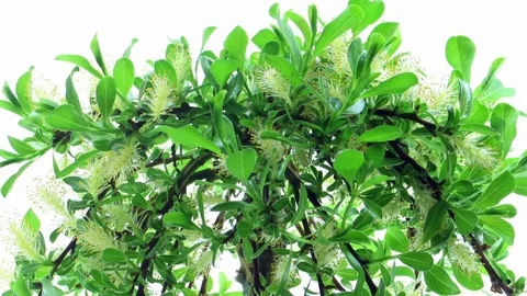 Growing bonsai tree time lapse | Stock Video | Pond5