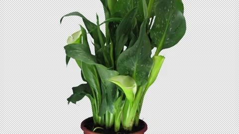 Time-lapse of growing calla plant with ALPHA channel Stock Footage 150554833