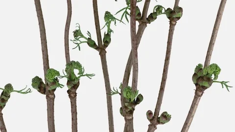 Time-lapse of growing catkins with ALPHA channel Stock Footage 82000546