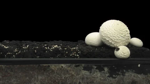 Time lapse of growing champignon mushroom Stock-Footage 337736886
