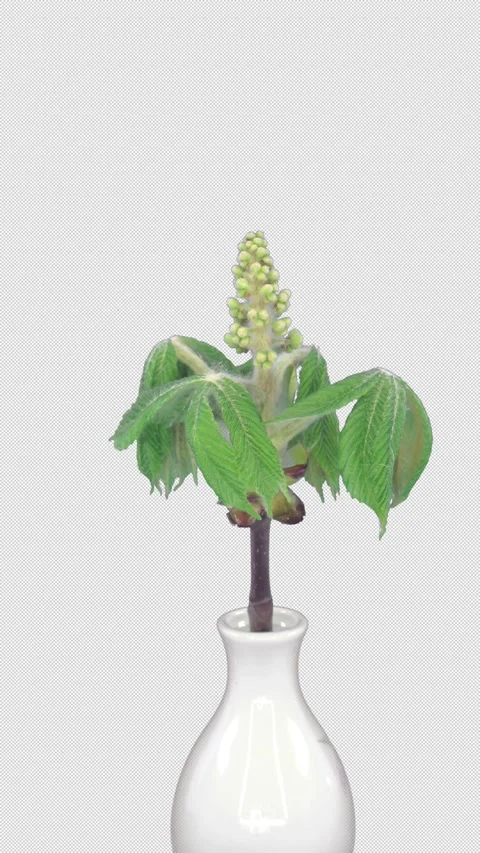 Time lapse of growing chestnut branch, vertical orientation Stock Footage 326327117