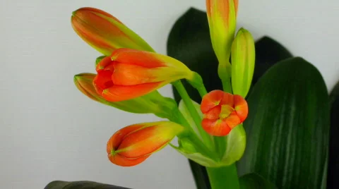 Time-lapse of growing clivia flower 1 Stock Footage 102056