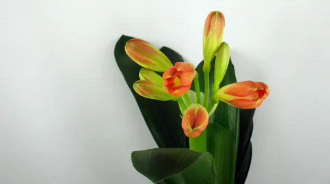 Time-lapse of growing clivia flower 2 Stock Footage 104171