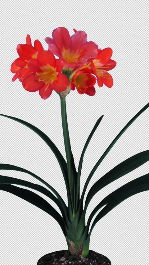 Time lapse of growing clivia flower with ALPHA channel, vertical orientation Stock-Footage 301766456