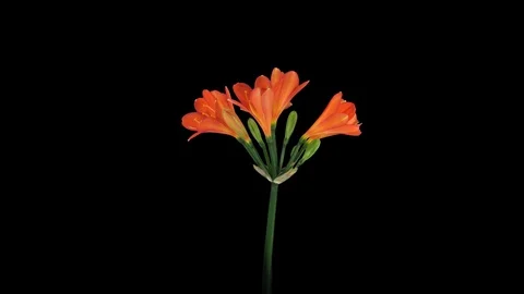 Time-lapse of growing clivia Miniata flower 4K with ALPHA channel Stock Footage 113329300