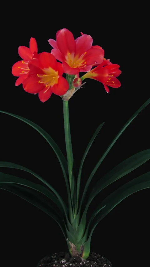 Time lapse of growing clivia Miniata flower, vertical orientation Stock Footage 297254098