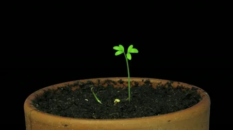 Time-lapse of growing cress plant 1x Stock Footage