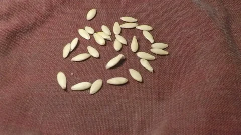 Time lapse of growing cucumber seeds Stock Footage 61924630
