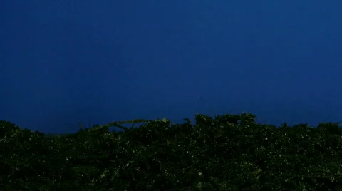 Time-lapse of growing cucumbers 1 Stock Footage