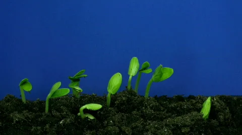 Time-lapse of growing cucumbers 2 (Part 2 of 2) Stock Footage 115971