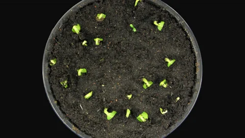 Time-lapse of growing cucumbers, 3K with ALPHA channel, top Stock Footage 136078721