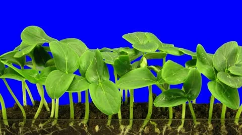 Time-lapse of growing cucumbers 6a1 Stock Footage 11735420