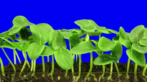 Time-lapse of growing cucumbers 6a2 Stock Footage 11728229