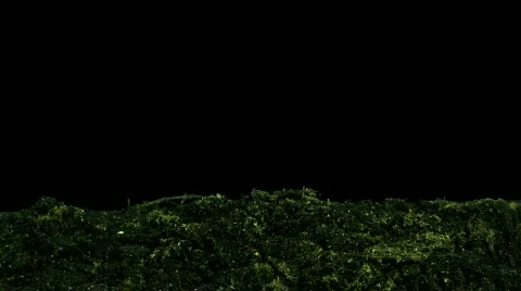 Time-lapse of growing cucumbers ALPHA mate 4 Stock Footage 333992