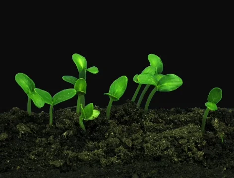 Time-lapse of growing cucumbers ALPHA mate 4a (Cinema 2K) Stock Footage 701281