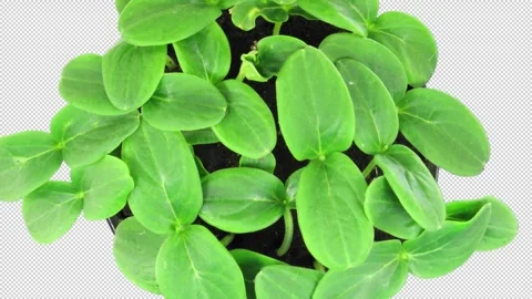 Time lapse of growing cucumbers with ALPHA channel, top view Stock Footage 296366565