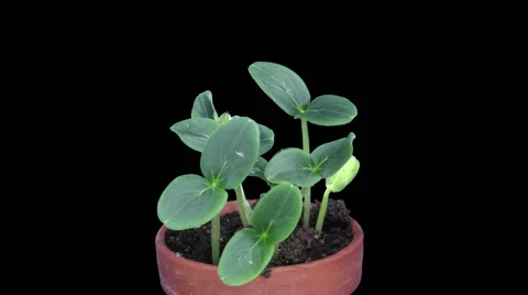Time-lapse of growing cucumbers, RGB + ALPHA matte format Stock Footage 57641422