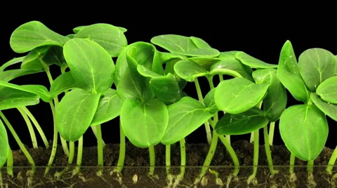 Time-lapse of growing cucumbers, RGB + ALPHA matte format Stock Footage 68157366