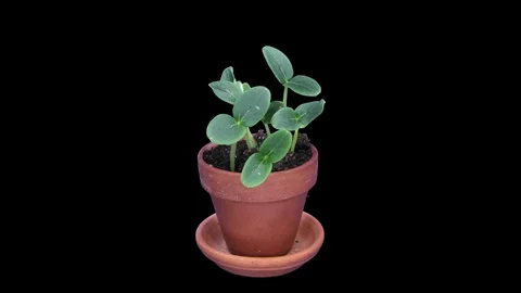 Time-lapse of growing cucumbers, RGB + ALPHA matte format Stock Footage 75092479