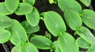 Time-Lapse Of Growing Cucumbers, Top View Stock Footage