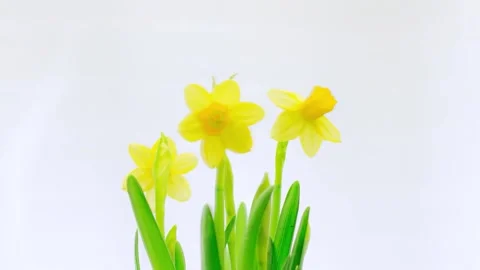 Time-lapse of growing daffodil plant Narcissus Stock Footage 243452718