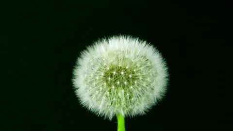 Time lapse of growing Dandelion Stock Footage 297949203