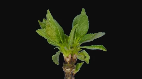 Time-lapse of growing Elderberry tree sprouts with ALPHA channel Stock Footage 109711380