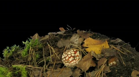 Time-lapse of growing fly agaric mushromm 5 Stock Footage 846723