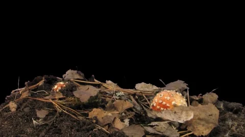 Time-lapse of growing fly agaric mushromm 10a (Film 2K) Stock Footage 1078257
